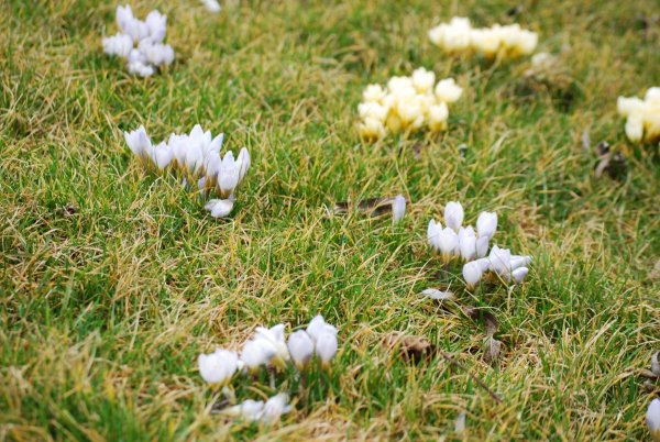 Tisnov_006 Na jaře kvetou krokusy v trávníku. (2017)