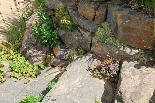 Zelezne_004 Kamenné schody se suchomilnými rostlinami ve spárách